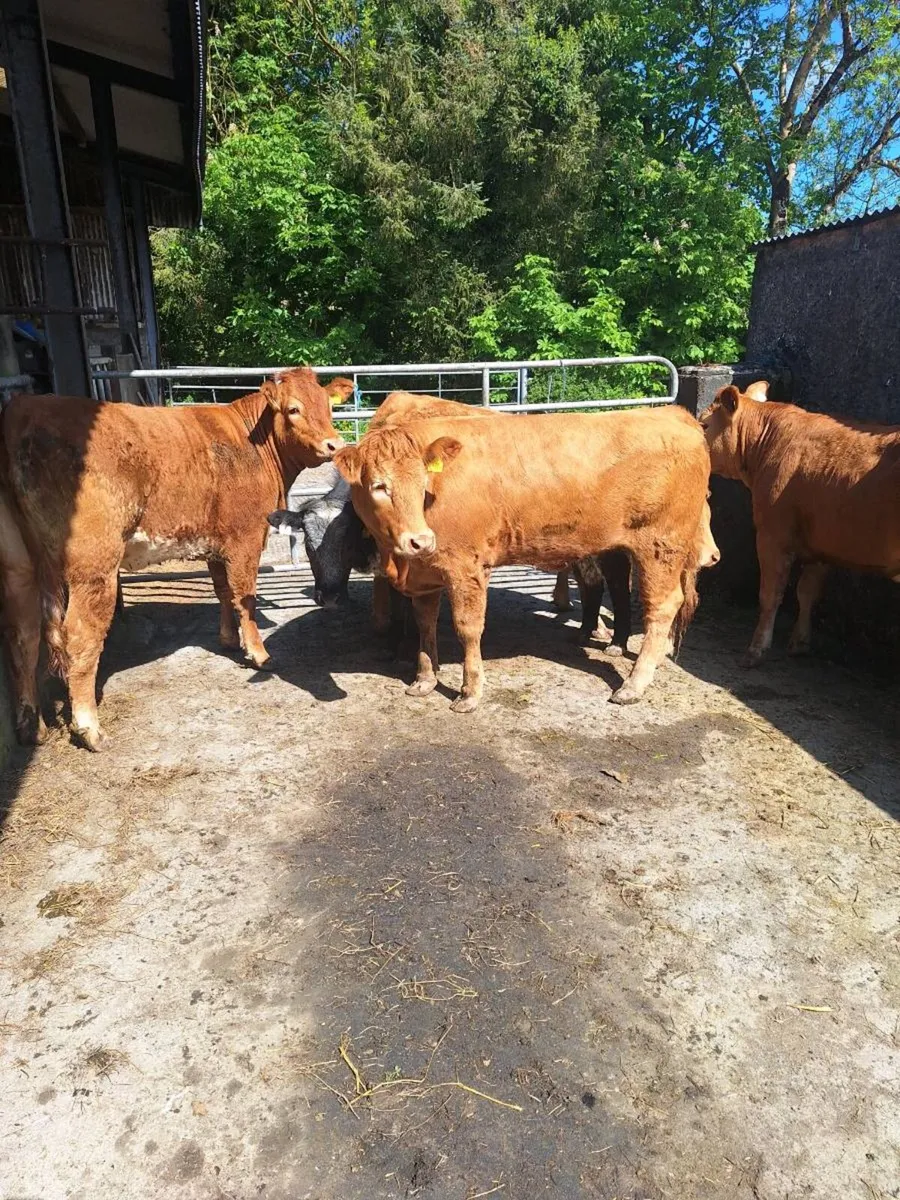 Heifers - Image 4