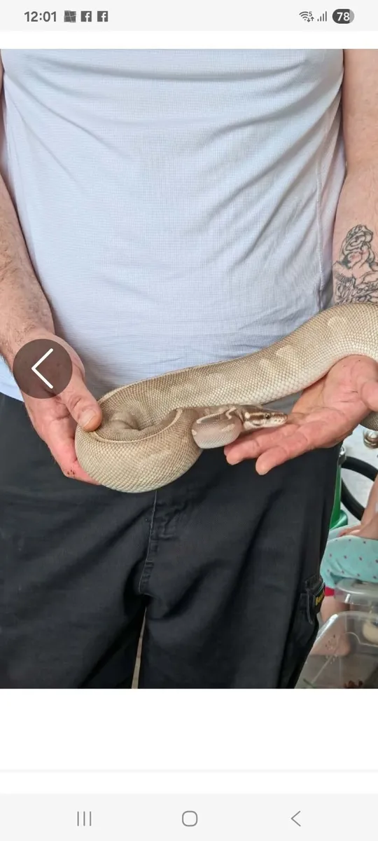 Ball pythons pumpkin pied and mojave phantom - Image 2