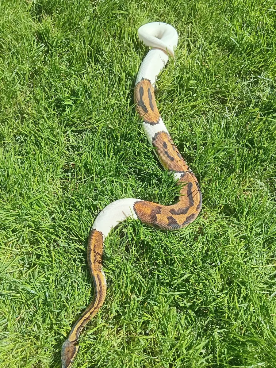 Ball pythons pumpkin pied and mojave phantom - Image 1