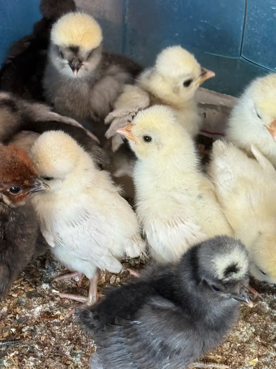 Polish bantam chicks - Image 4