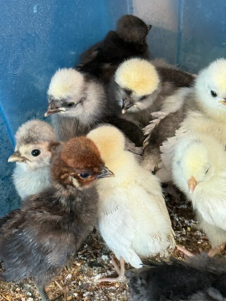 Polish bantam chicks - Image 1
