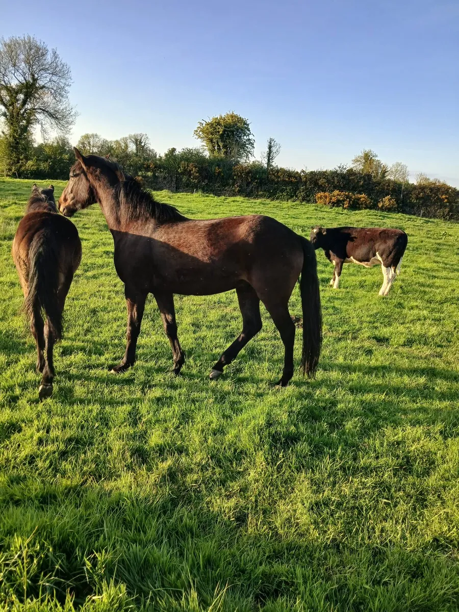 Pony - Image 1