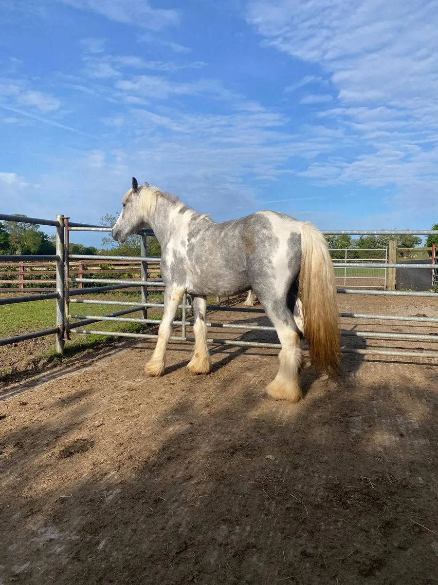 Blue and white 3 year old filly - Image 1