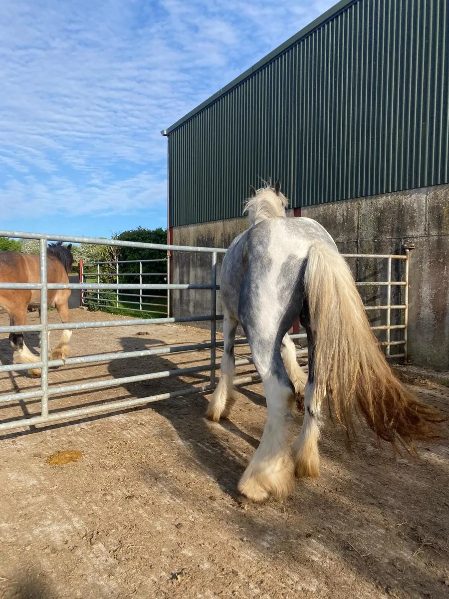 Blue and white 3 year old filly - Image 2
