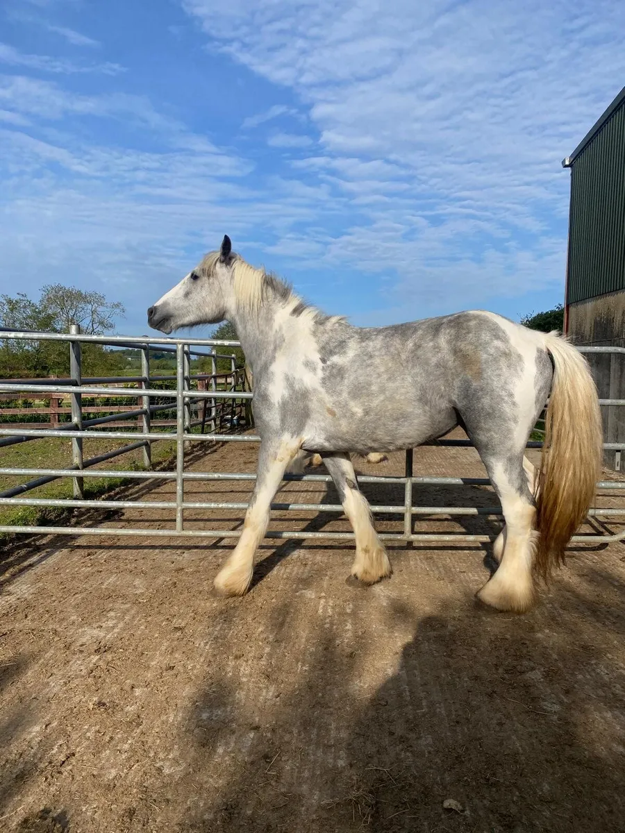 Blue and white 3 year old filly - Image 3