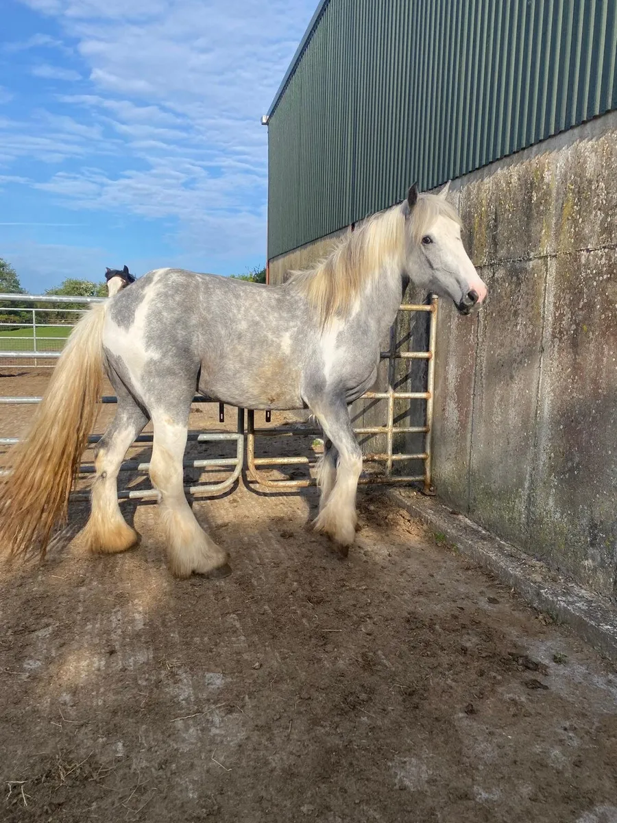 Blue and white 3 year old filly - Image 4