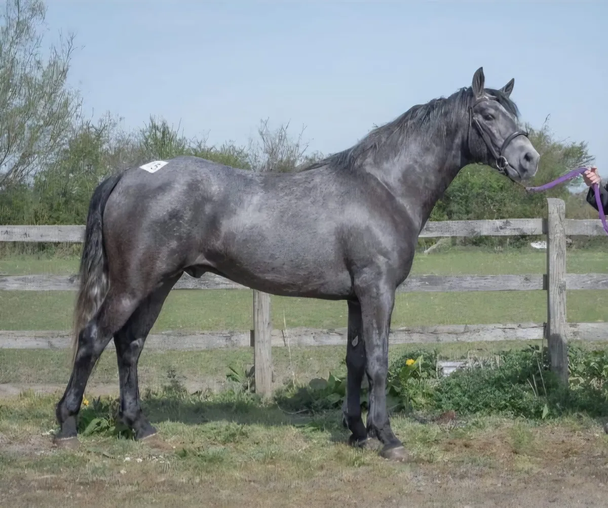 Grade 1 Connemara Stallion (Clifden Sat 16 May)