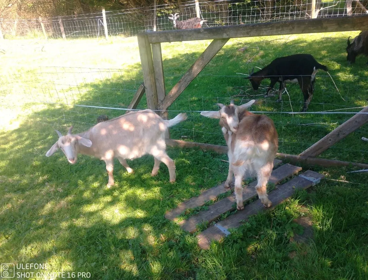 goats - Image 2
