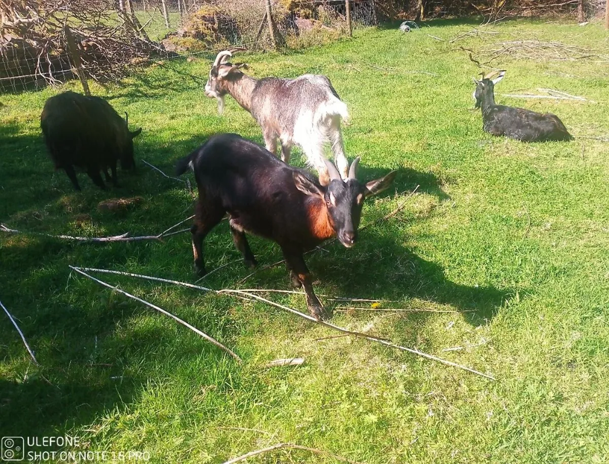 goats - Image 3