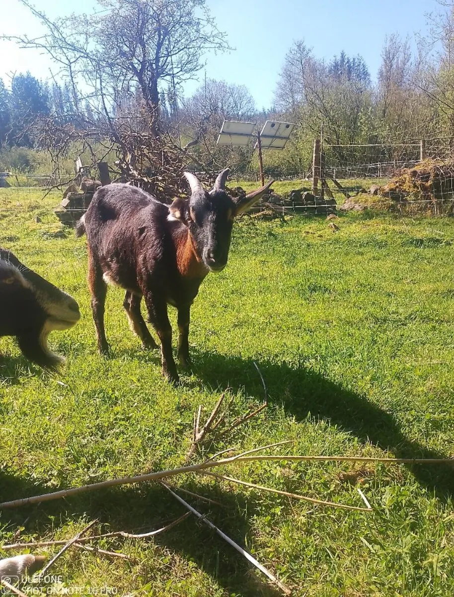 goats - Image 4