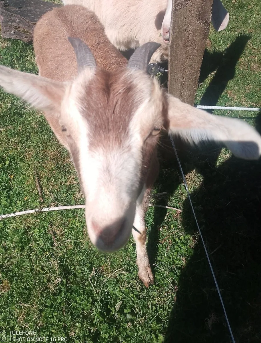 goats - Image 1