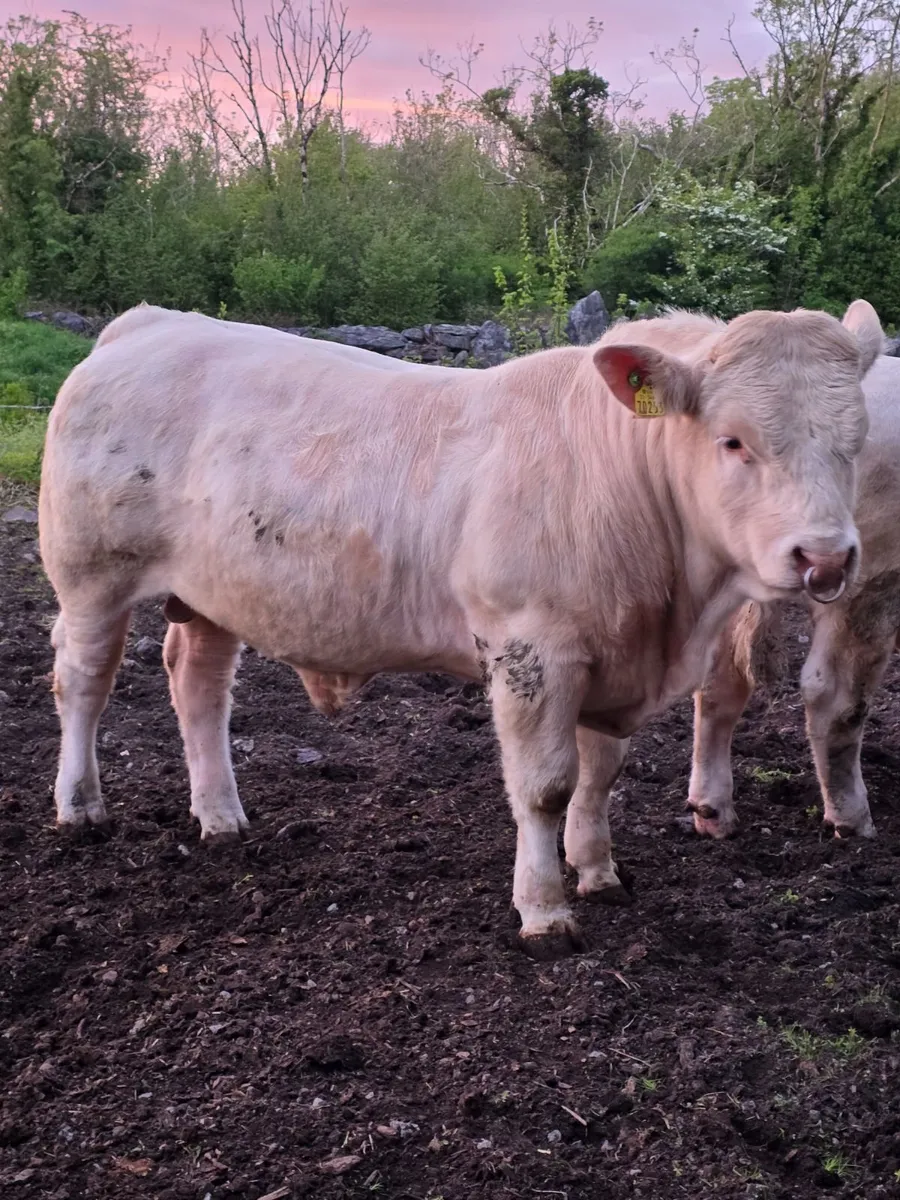 💥Easy Calving Double 5 Star Charolais Bull💥 - Image 1