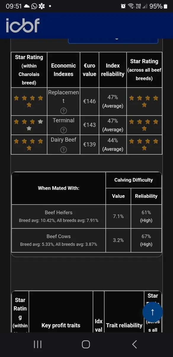 💥Easy Calving Double 5 Star Charolais Bull💥 - Image 3