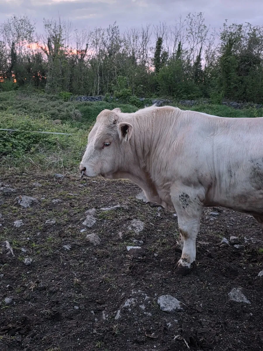 💥Easy Calving Double 5 Star Charolais Bull💥 - Image 4