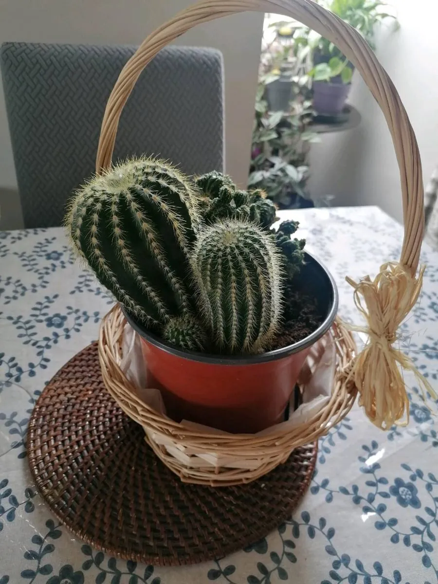 Cactus Plants - Image 1