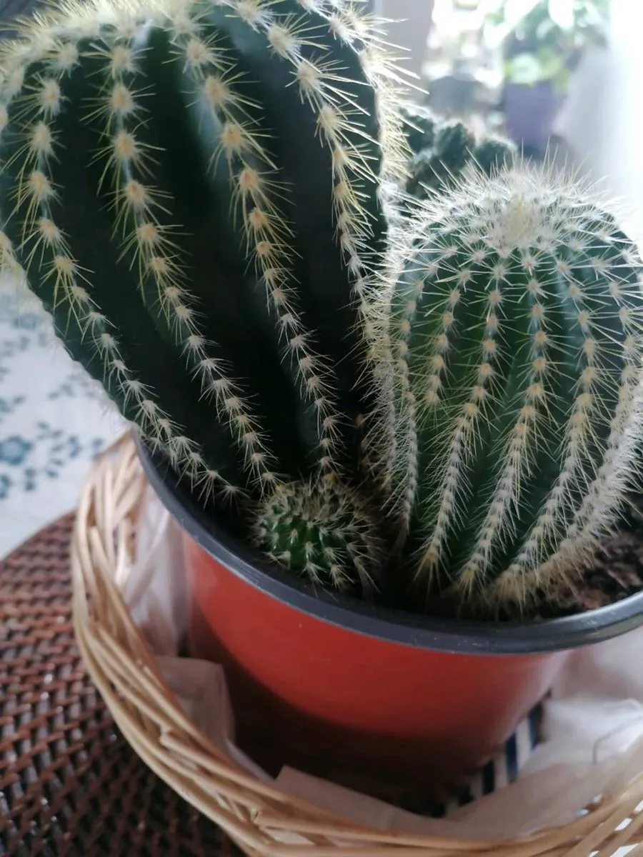 Cactus Plants - Image 2