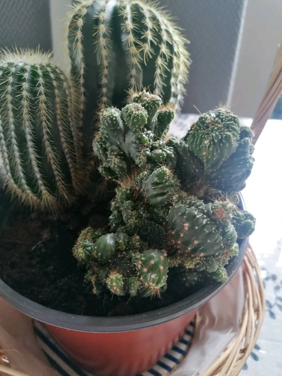 Cactus Plants - Image 3