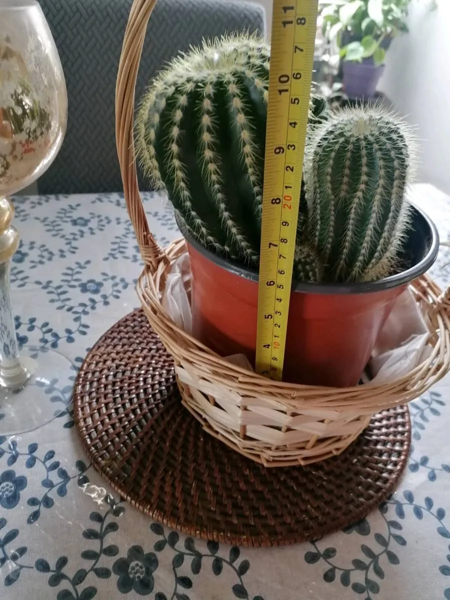 Cactus Plants - Image 4