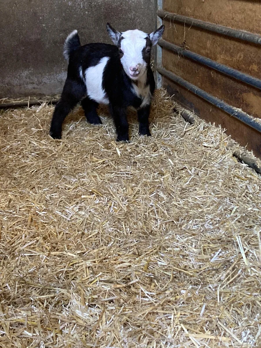 Female Pygmy Goats - Image 1
