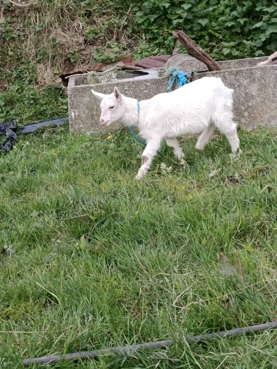 Kid Goat