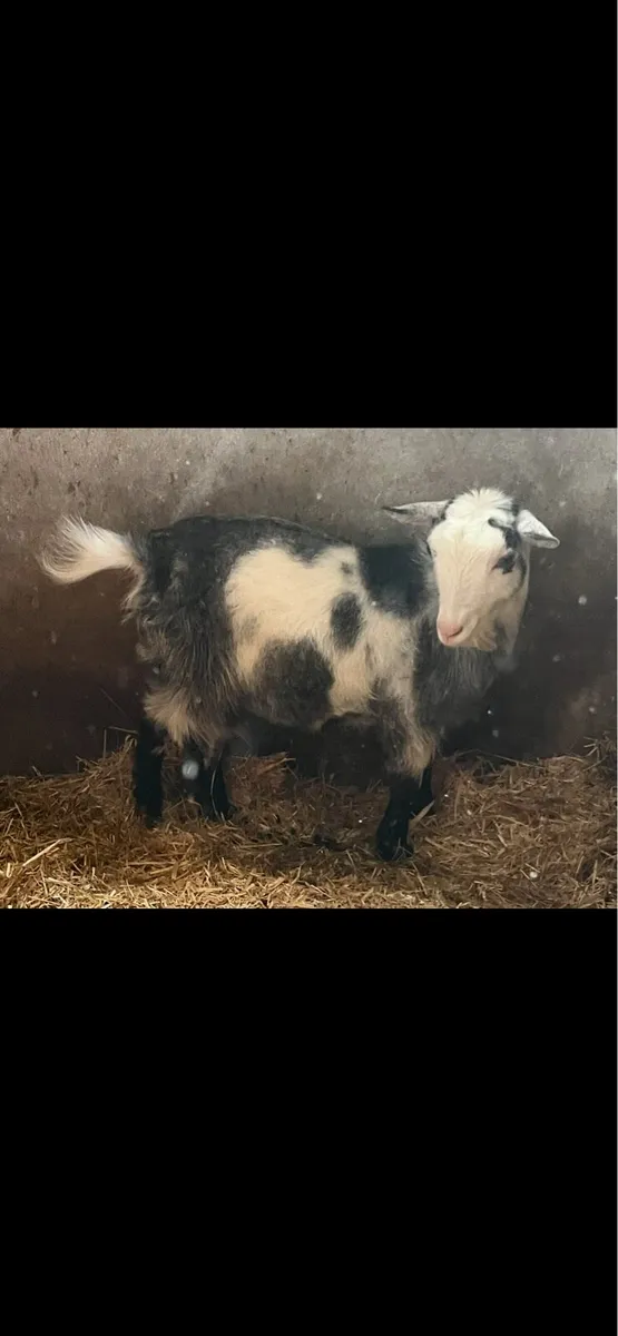 Female Pygmy Goats - Image 2