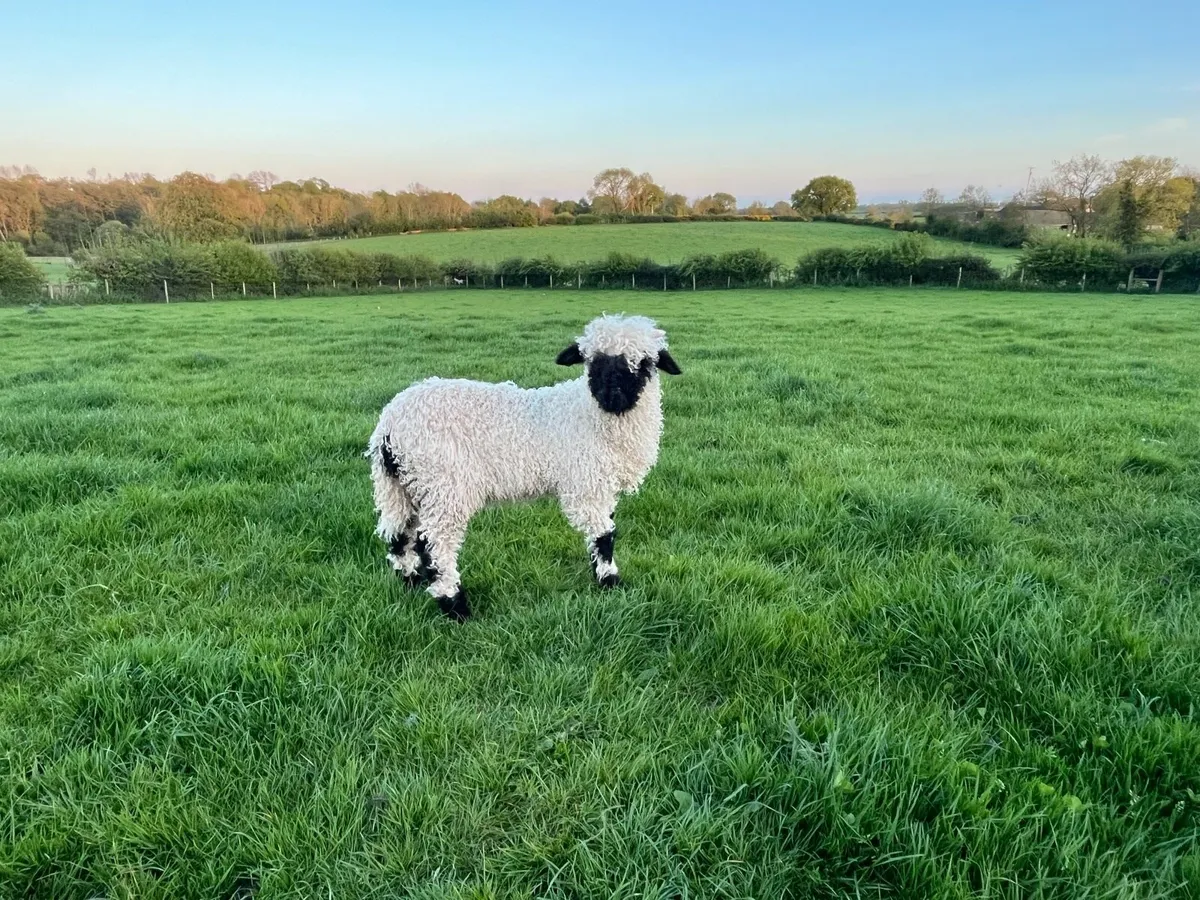 Valais Blacknose lambs - Image 2