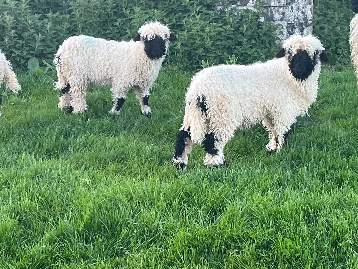 Valais Blacknose lambs - Image 3