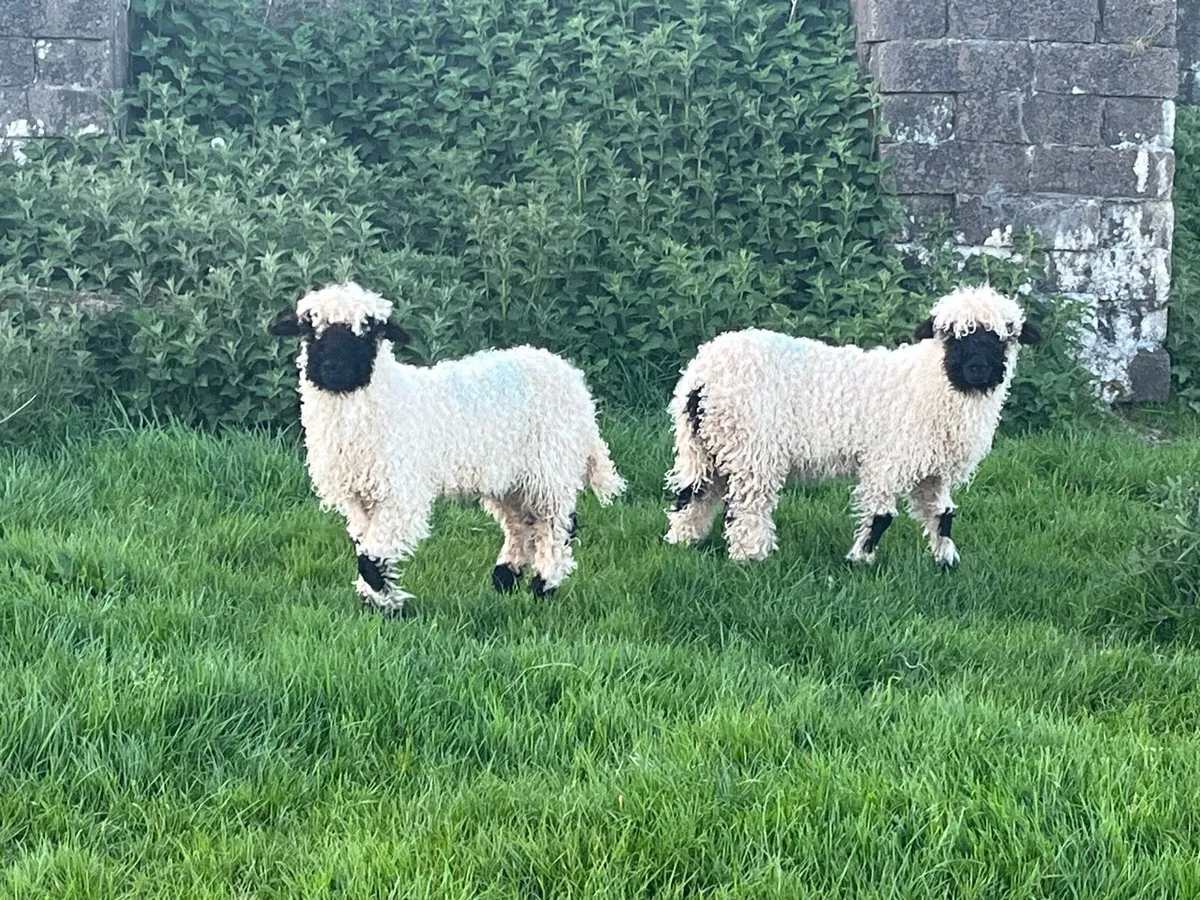 Valais Blacknose lambs - Image 1