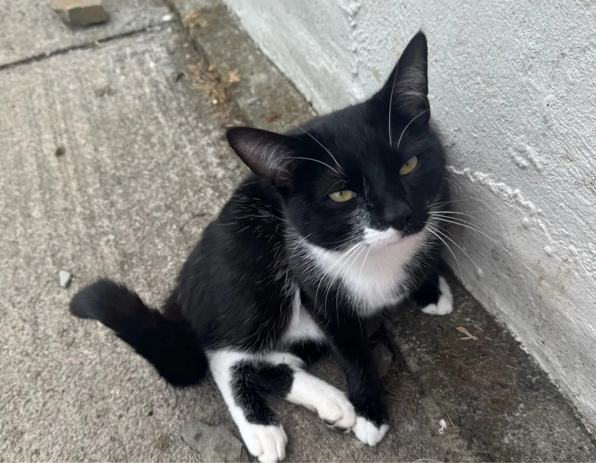1 year old male cat - Image 1