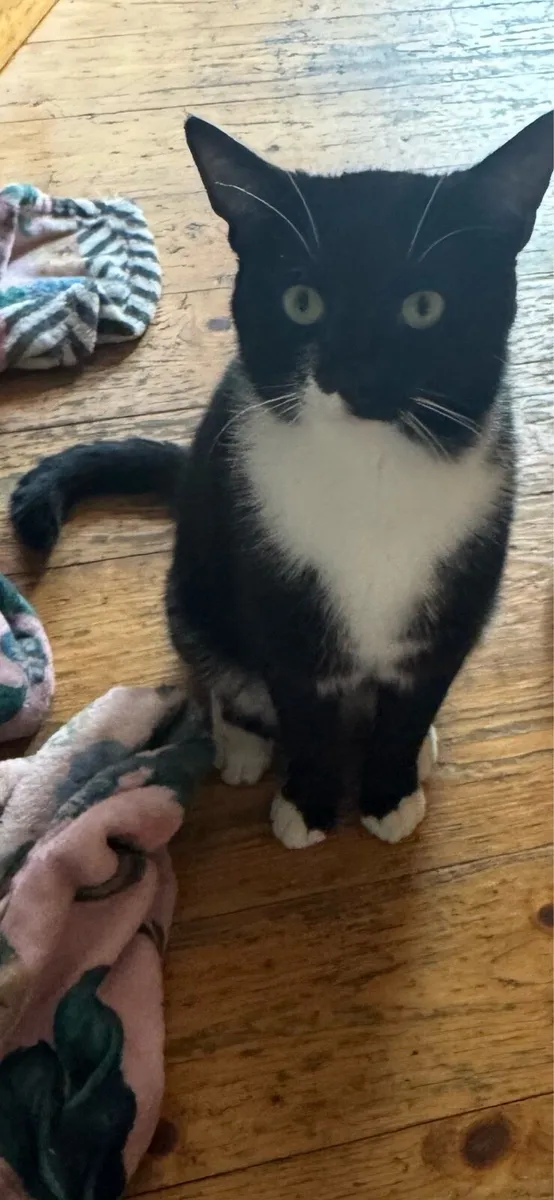1 year old male cat - Image 2