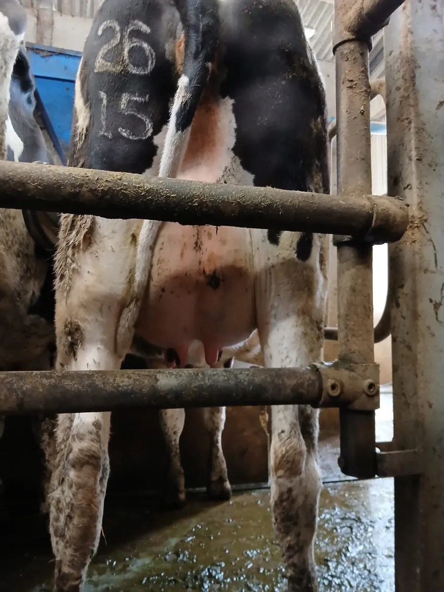 Friesian Heifer For Sale