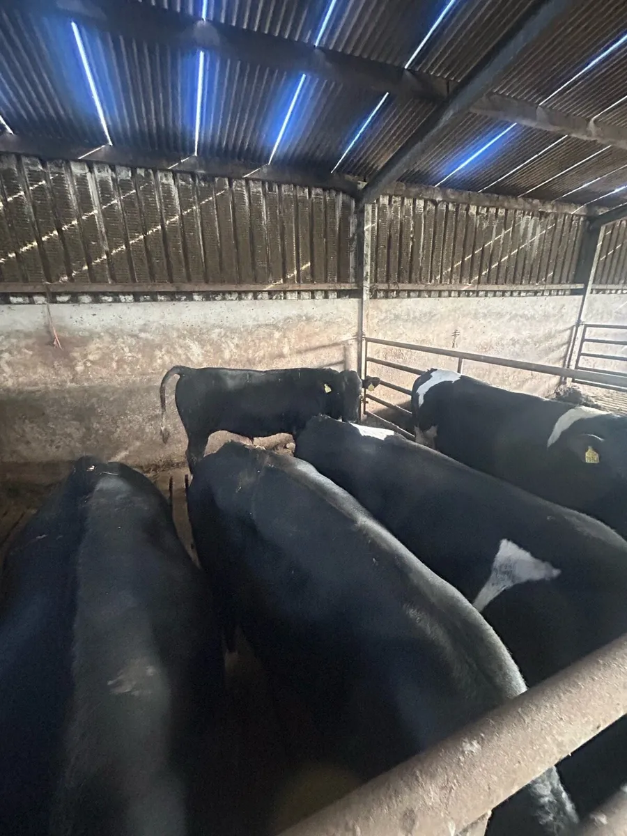 High ebi freisan breeding bulls - Image 1