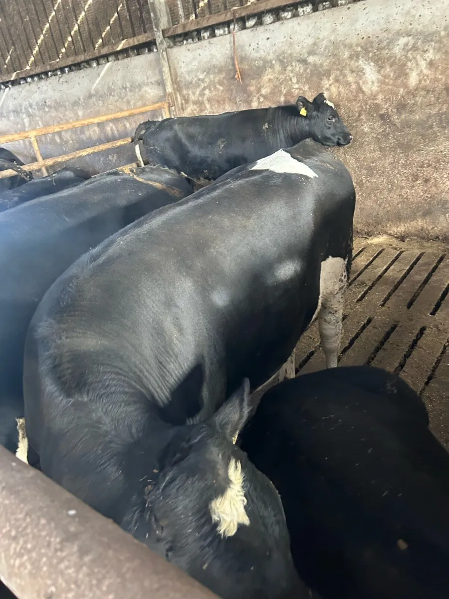 High ebi freisan breeding bulls - Image 2