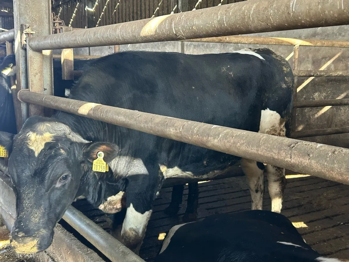 High ebi freisan breeding bulls - Image 4