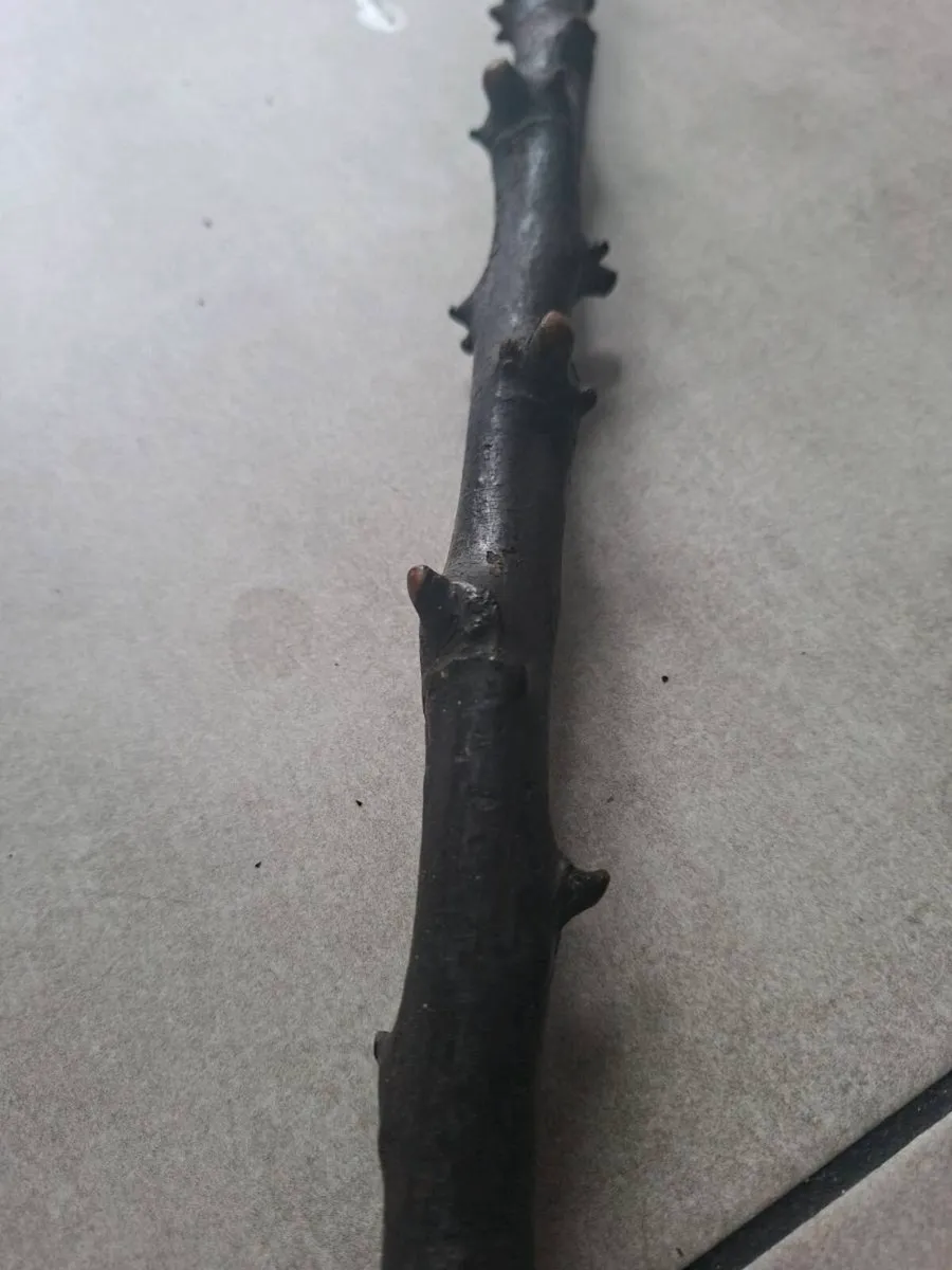 Antique Traditional Irish Blackthorn walking stick - Image 4
