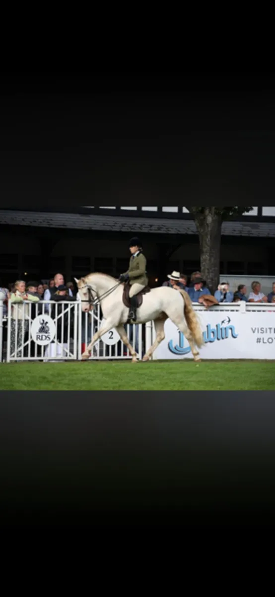 Want to breed a Buckskin or PalominoAVALON OUTKAST - Image 3