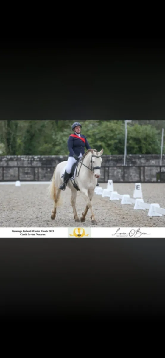 Want to breed a Buckskin or PalominoAVALON OUTKAST - Image 1