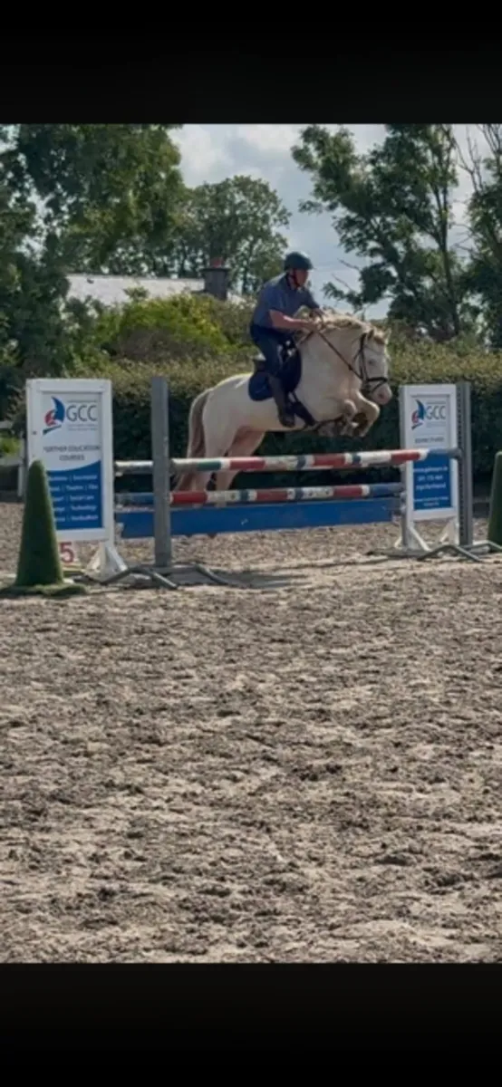 Want to breed a Buckskin or PalominoAVALON OUTKAST - Image 2
