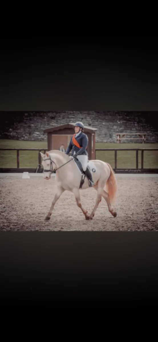 Want to breed a Buckskin or PalominoAVALON OUTKAST - Image 3