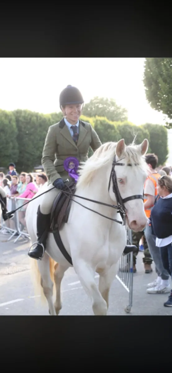 Want to breed a Buckskin or PalominoAVALON OUTKAST - Image 4