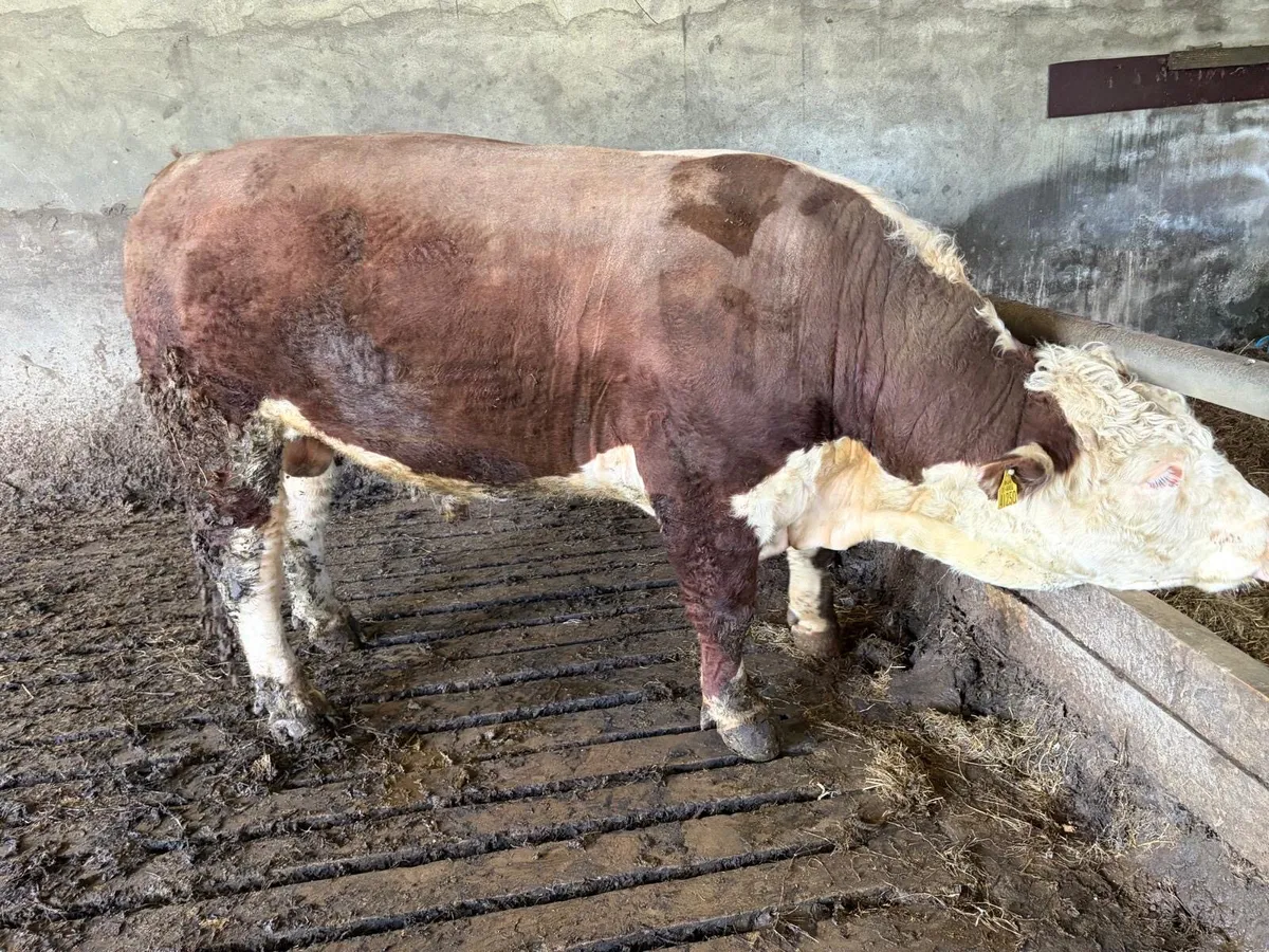 Pedigree Hereford Bull - Image 2