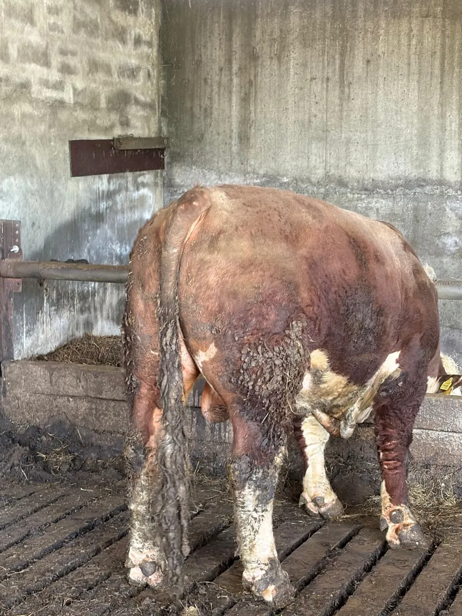 Pedigree Hereford Bull - Image 3