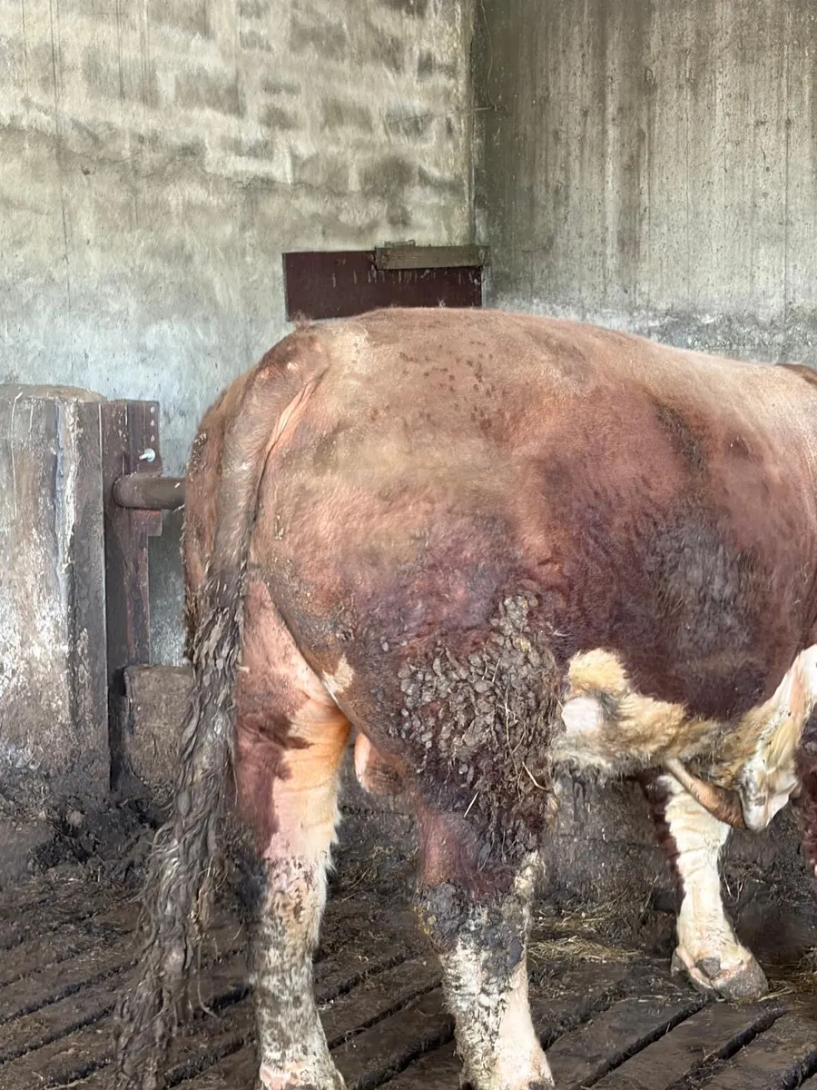 Pedigree Hereford Bull - Image 4