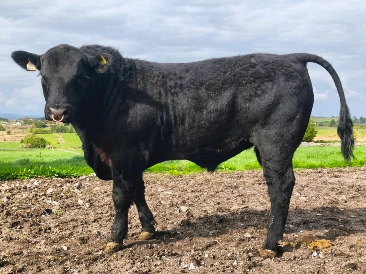 Angus bull - Image 1