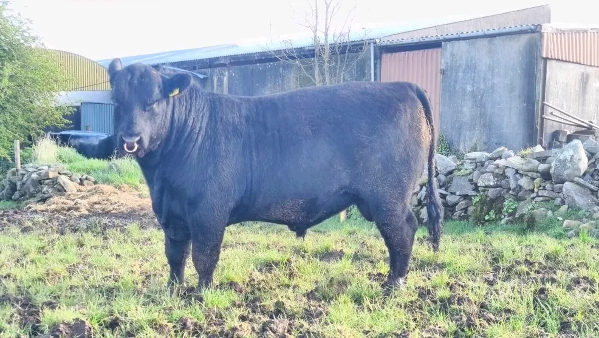 Angus bull - Image 2