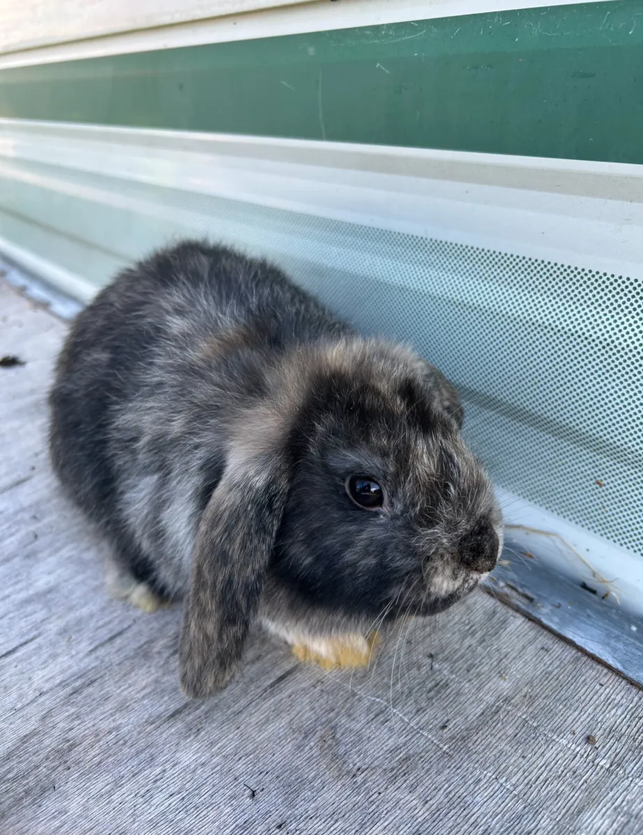 3 month old pet rabbits - Image 1