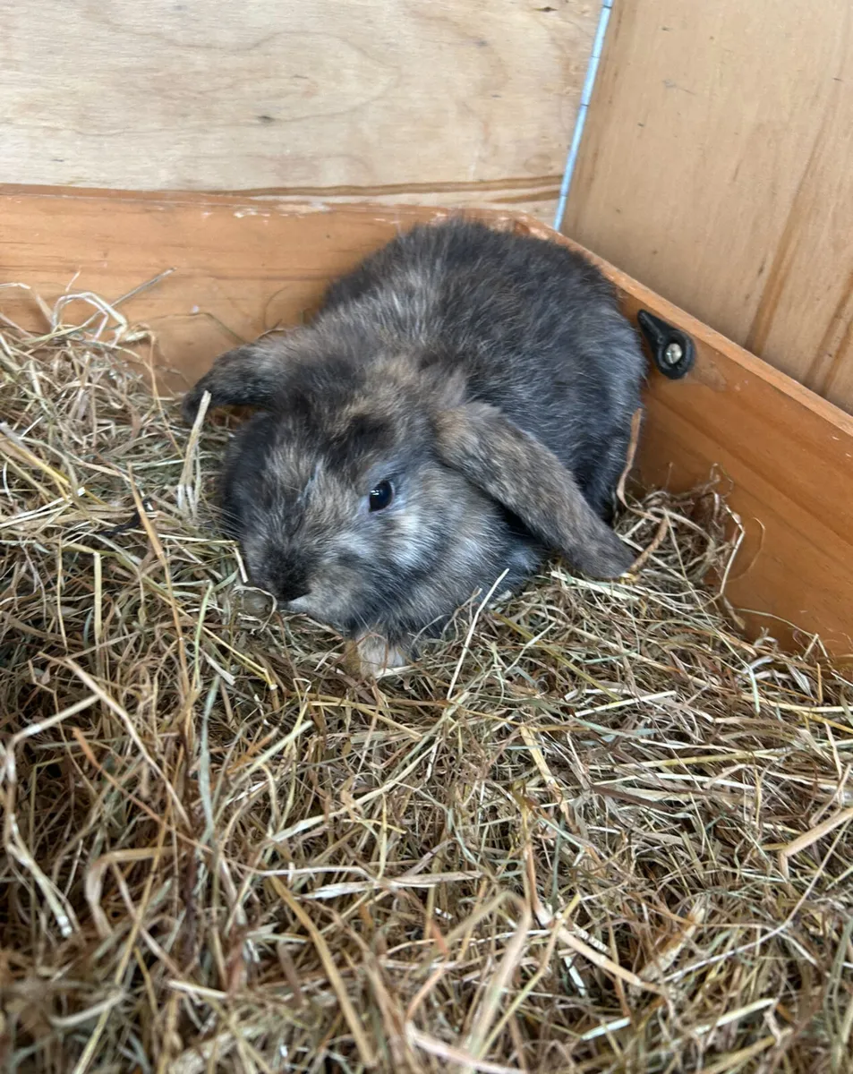 3 month old pet rabbits - Image 2