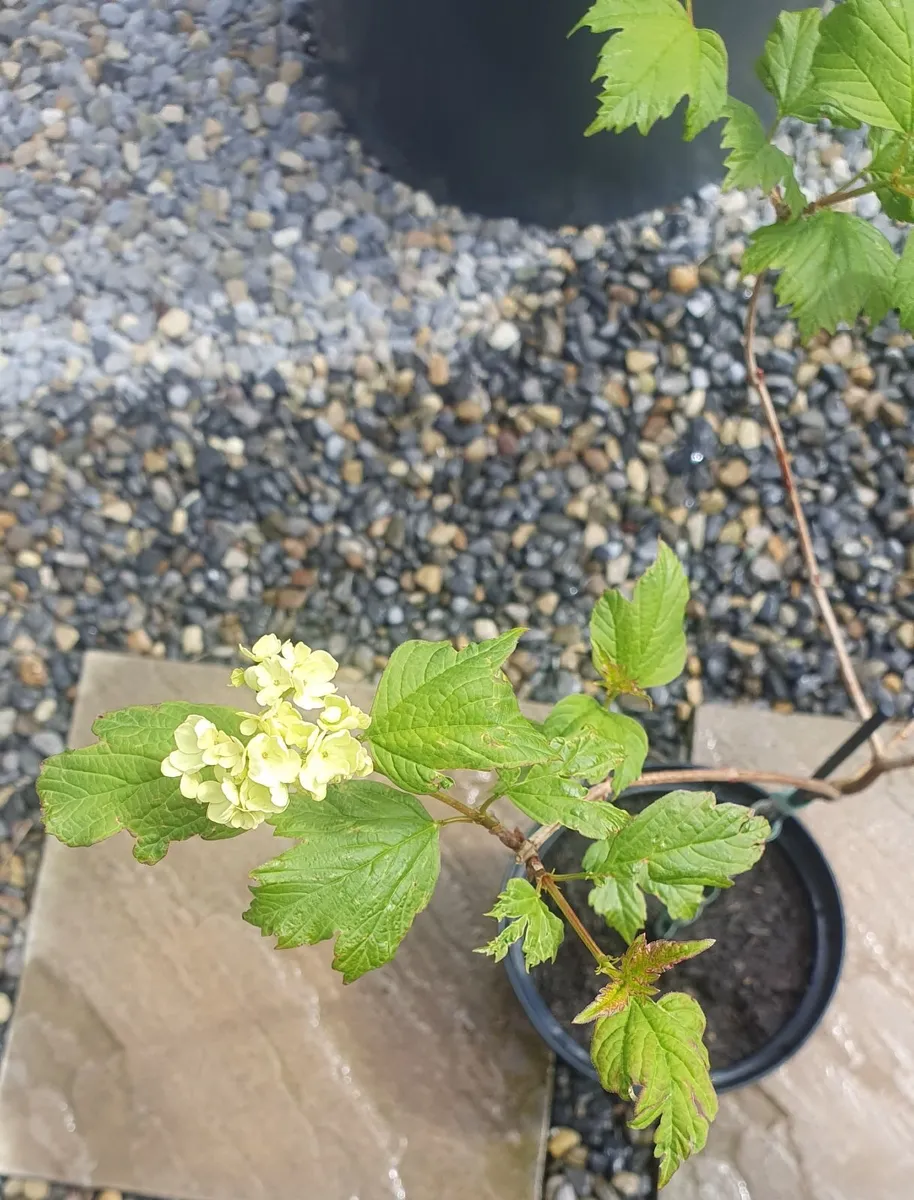 Snowball Viburnum - Image 2