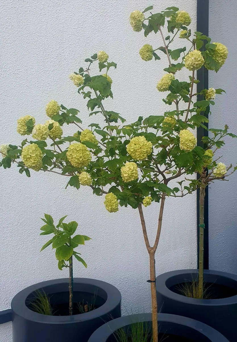 Snowball Viburnum - Image 3