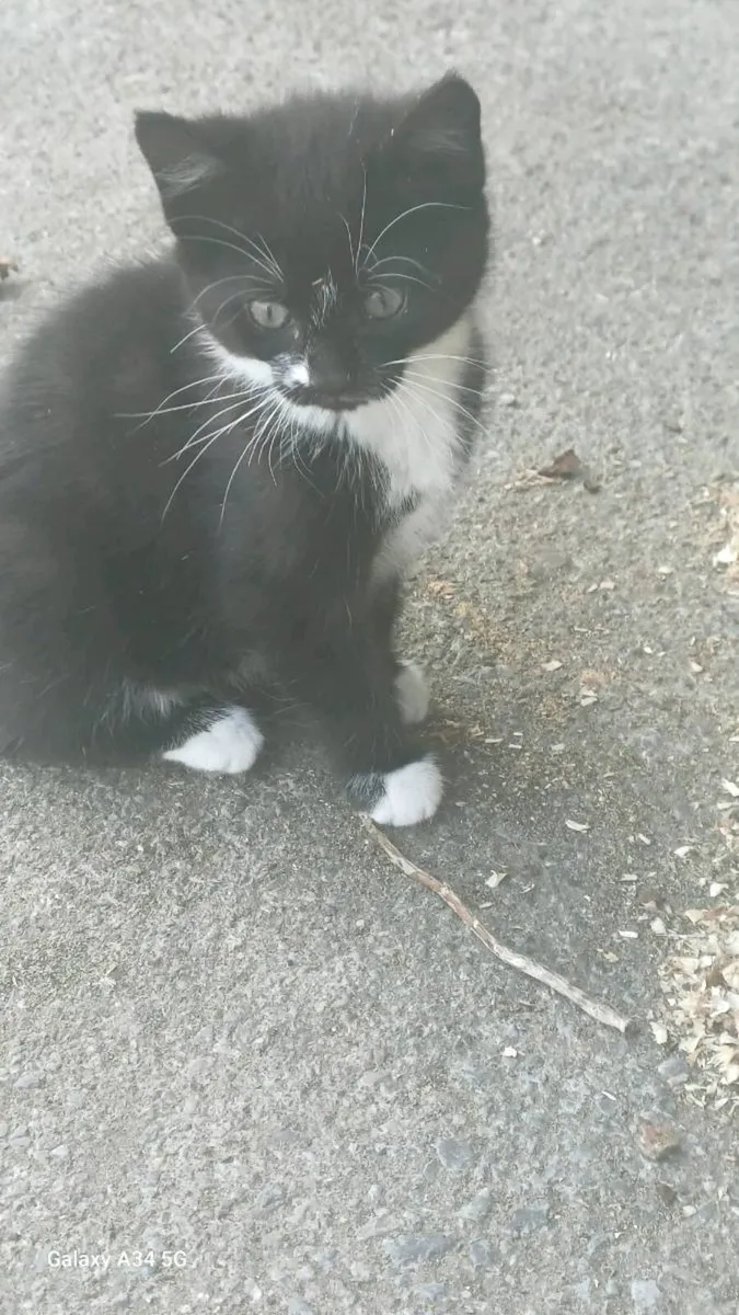 One Kitten for sale - Image 1